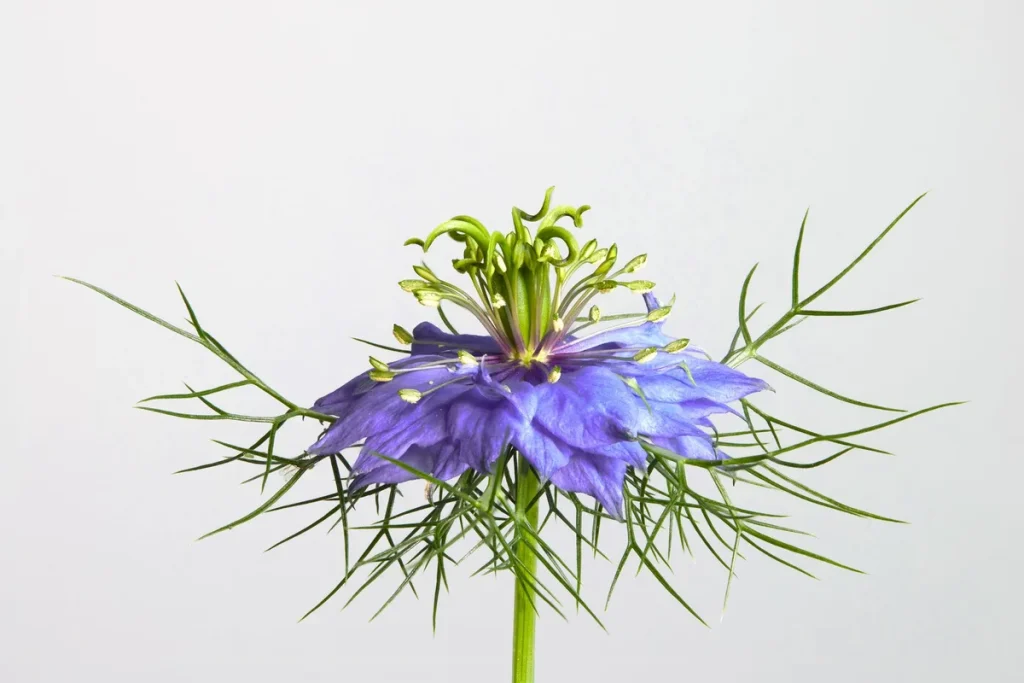 Flacon d'huile de nigelle ambré avec étiquette indiquant l'origine et la date de pressage