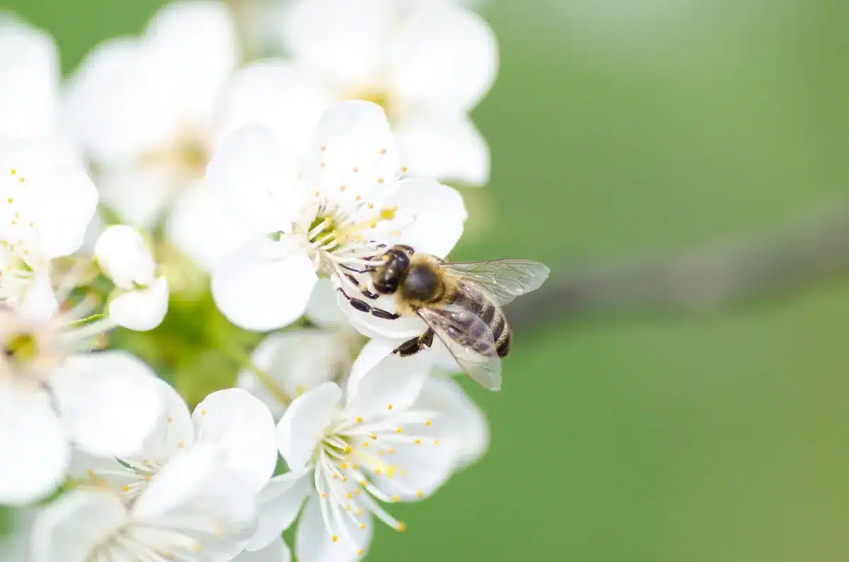 Abeilles butinant sur des fleurs en pleine floraison