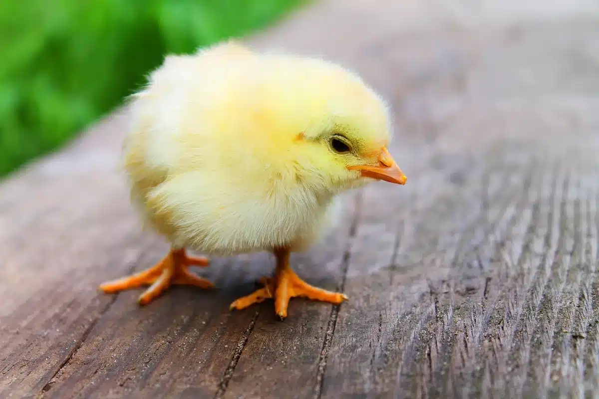 Bébé bâillant et se frottant les yeux montrant des signes de fatigue