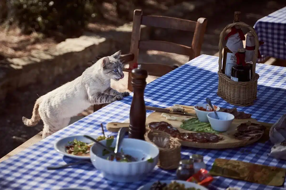 Mains d'une personne âgée tenant une assiette colorée avec des légumes frais à table