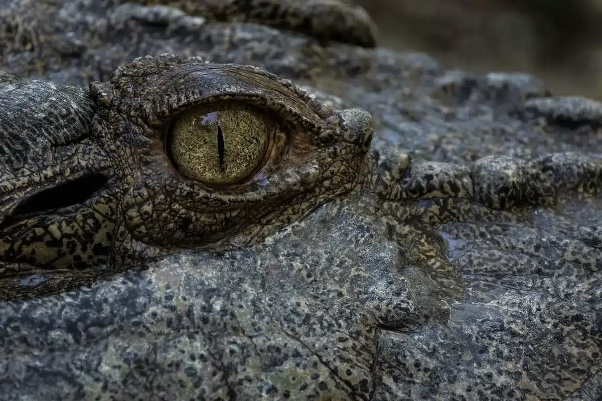 Graphique illustrant l'échelle logarithmique des décibels