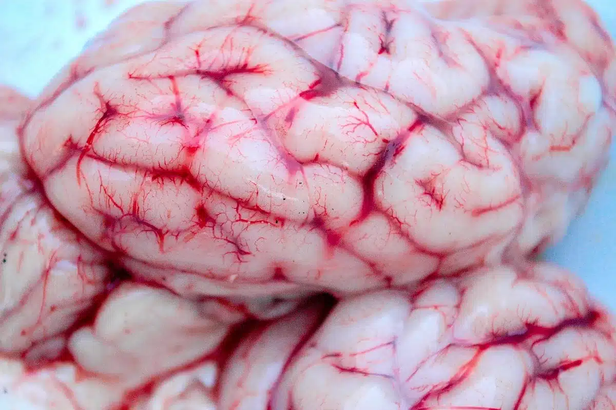 Illustration schématique de terminaisons nerveuses et stimulation tactile