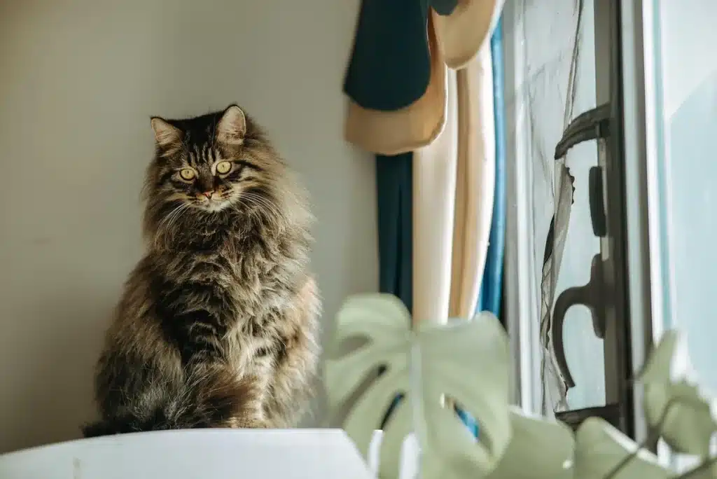 Prothèse auditive et boîtier posés sur un bureau près d'une fenêtre en plein jour