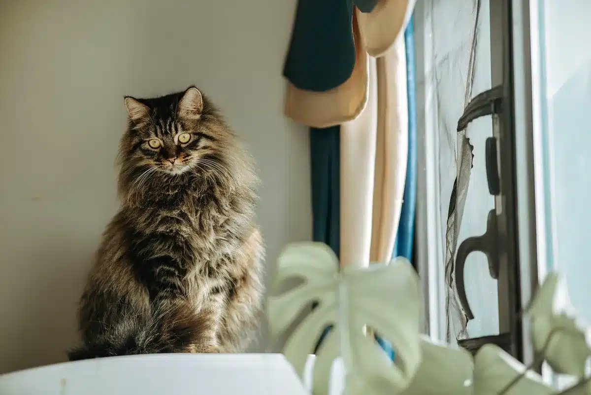 Prothèse auditive et boîtier posés sur un bureau près d'une fenêtre en plein jour