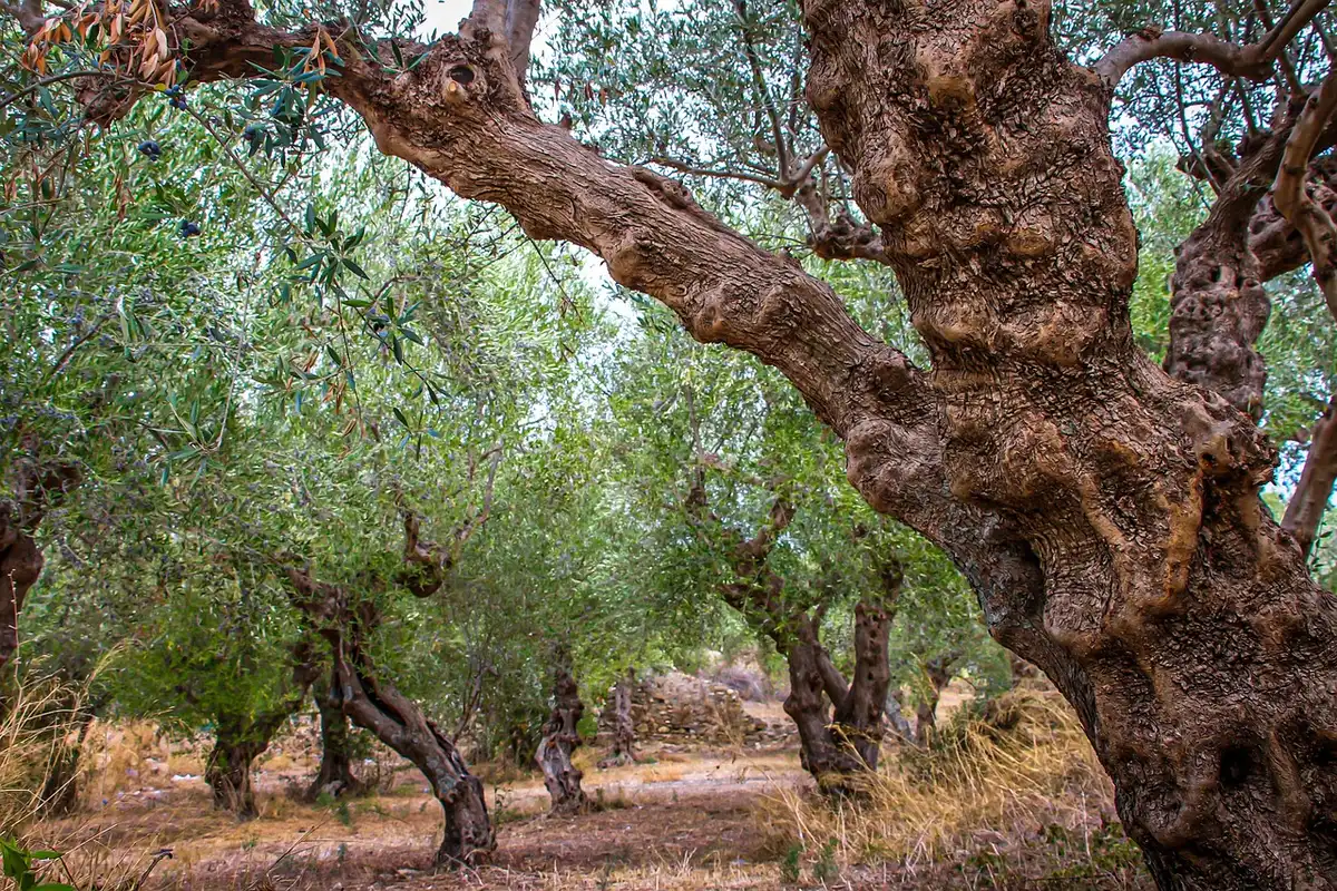 Bouteille d'huile d'olive, légumes frais et céréales complètes sur une table