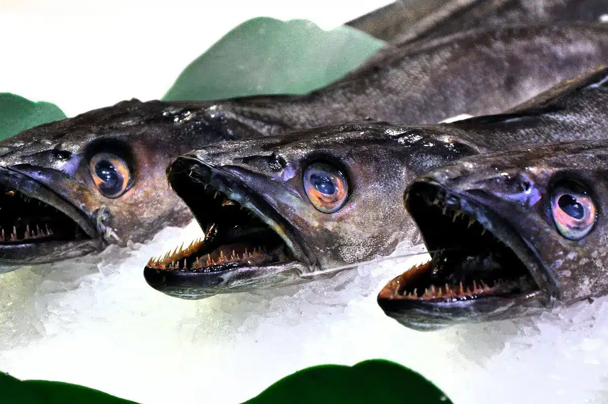 Poisson gras sur une assiette illustrant la bioamplification des POP