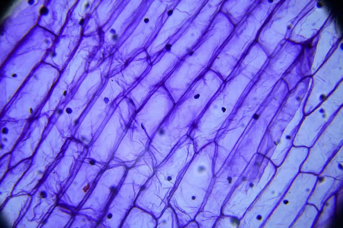 Illustration d'un frottis sanguin mettant en évidence les plaquettes