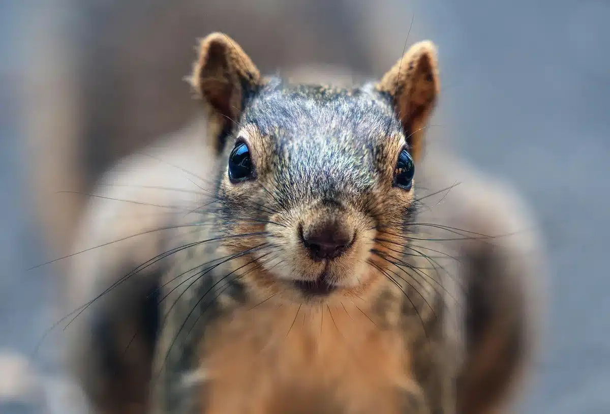 Modèle anatomique de l'oreille montrant le tympan et les osselets