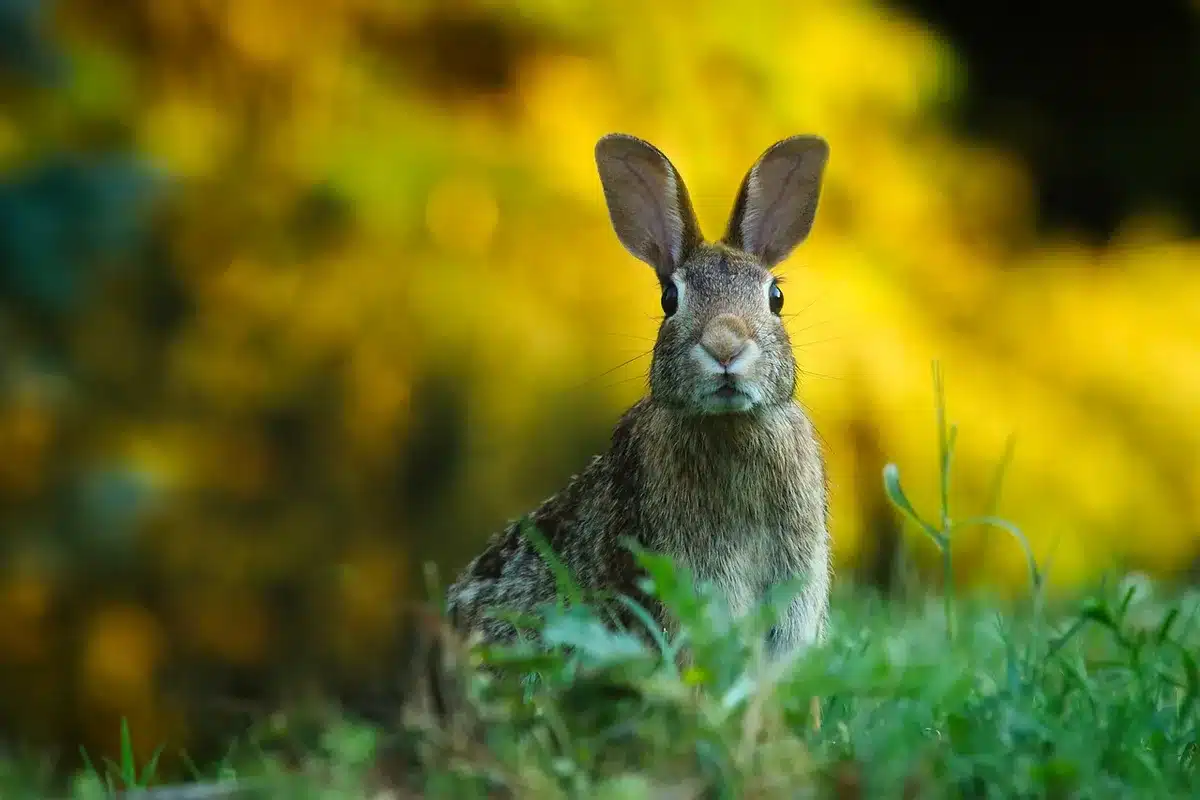 Modèle anatomique de l'oreille montrant les zones liées aux acouphènes pulsatiles